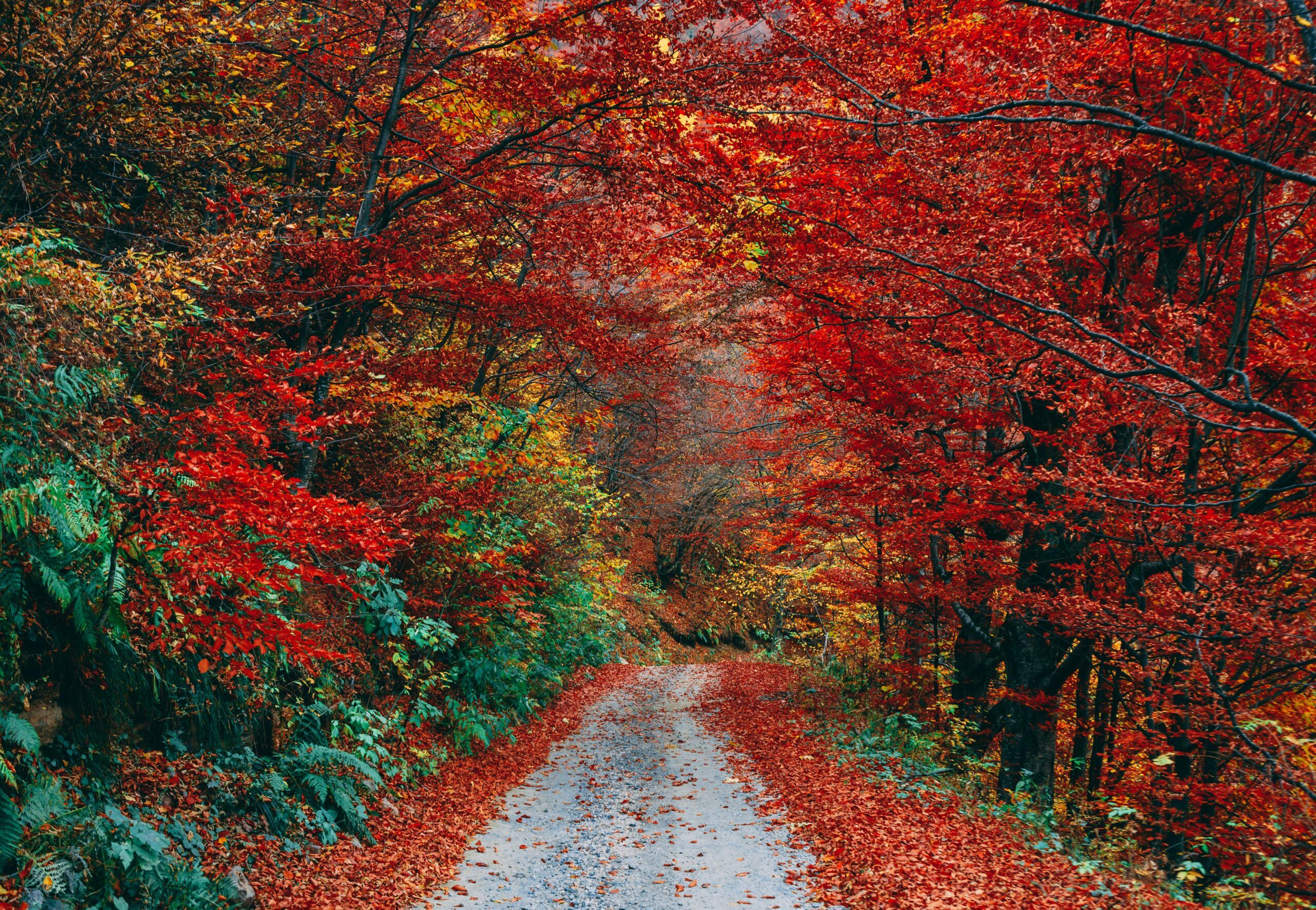 Mindful Living in Autumn: Learning to Savor Life’s Everyday Joys
