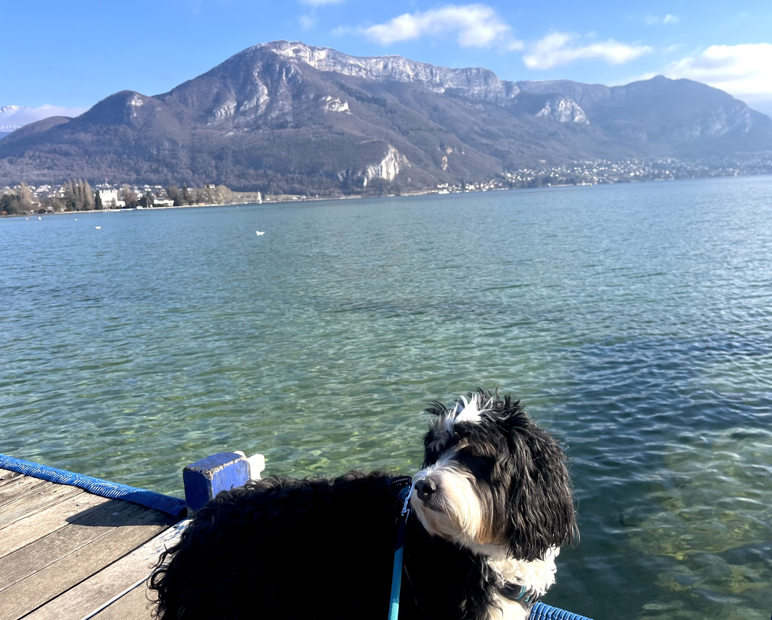 Living in France with a Dog: 5 Essential Things to Know