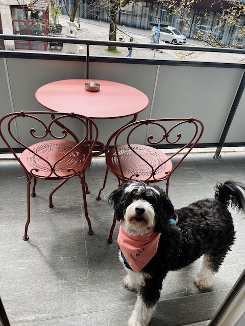 Traveling Through France With a Dog: Lucy’s Guide to Pet-Friendly Travel