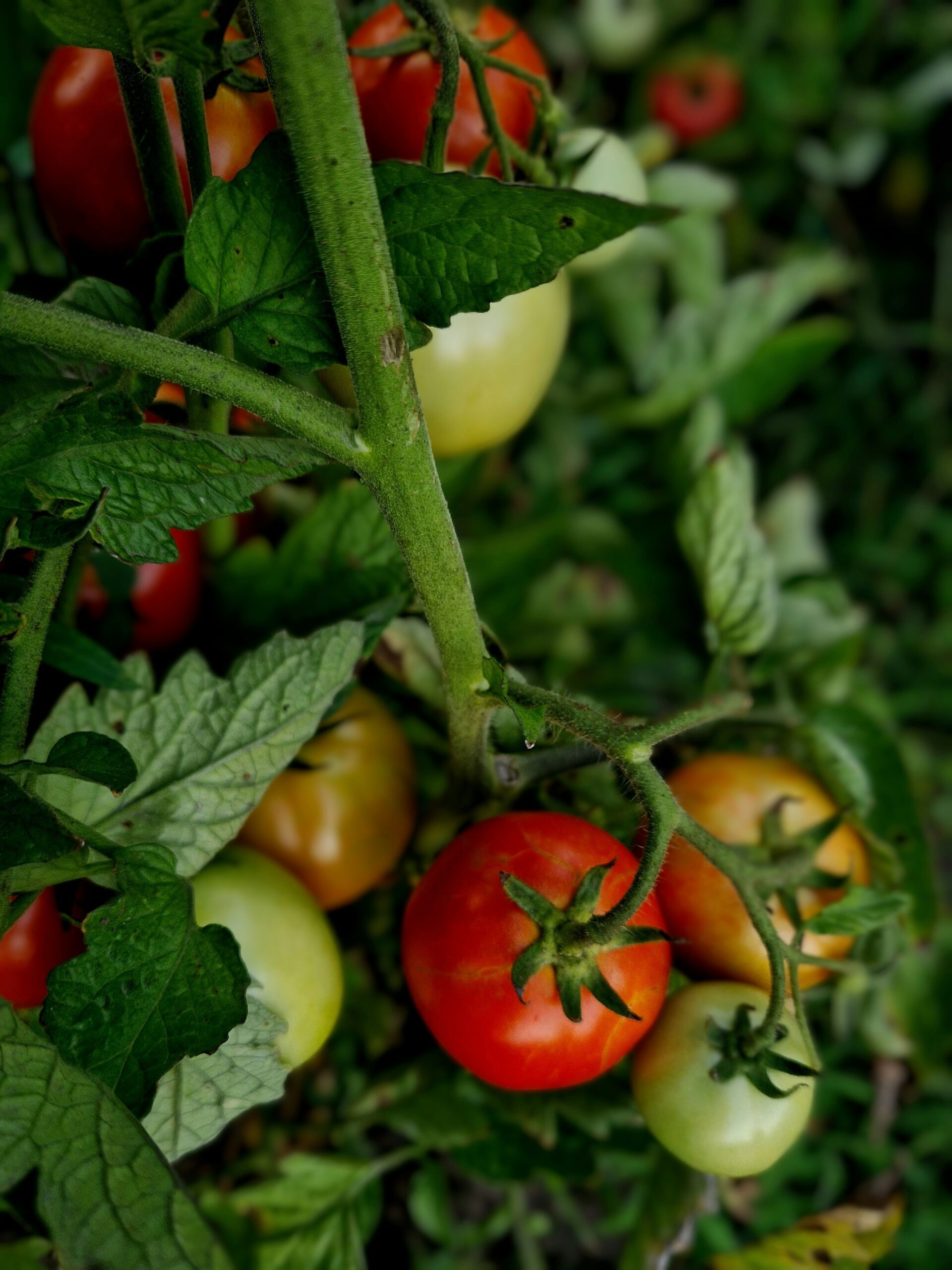Life Lessons from the Garden : What My Tomato Plant Taught Me
